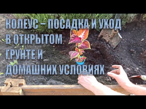 Видео: Колеус – посадка и уход в открытом грунте и домашних условиях