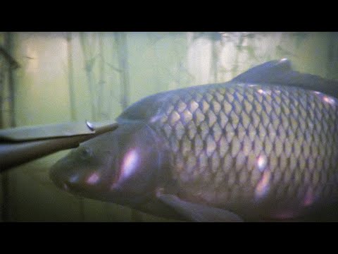 Видео: Классная охота в жаркий июльский день.