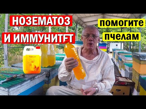 Видео: Профилактика нозематоза. Как очень ПРОСТО ПОВЫСИТЬ иммунитет у пчел перед зимовкой?