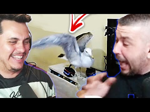 Видео: Стриймър НАПАДНАТ ОТ ГЛАРУС Вкъщи