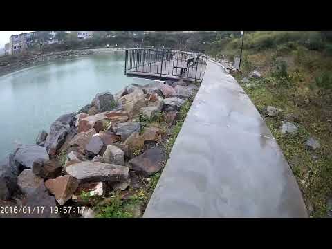 Видео: Озеро с черепашками в городе! Озеро на улице Сафонова г.Владивосток. Парк культуры и отдыха.