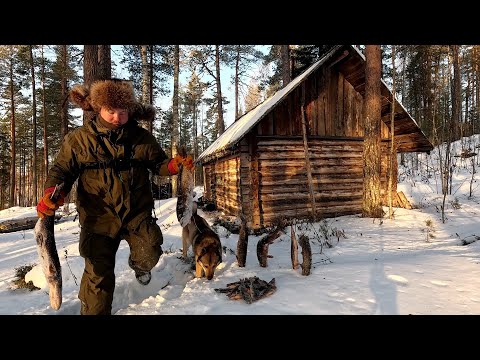 Видео: ЛУЧШАЯ РЫБАЛКА НА СЕВЕРЕ. ПРОСНУЛИСЬ В ТАЁЖНОЙ ИЗБЕ И УДИВИЛИСЬ. ПРОВЕРКА ЖЕРЛИЦ. РЫБАЛКА НА УДОЧКУ