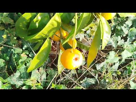 Видео: Мелкий мандарин не покупают