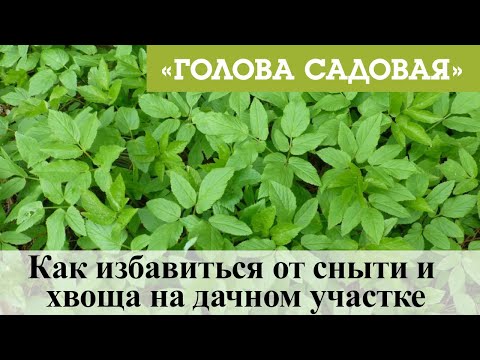 Видео: Голова садовая - Как избавиться от сныти и хвоща на дачном участке