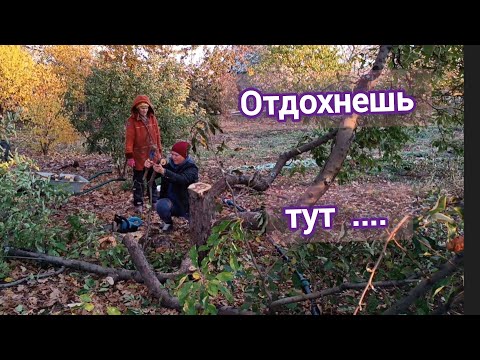Видео: В такой чудесный день сломала пилу и посадила ежевику. Туман - интересное явление природы. 