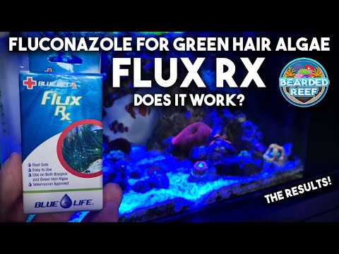 Видео: Flux Rx от Blue Life USA, флуконазол от зелёных нитчатых водорослей и бриопсиса. Работает ли? Рез...