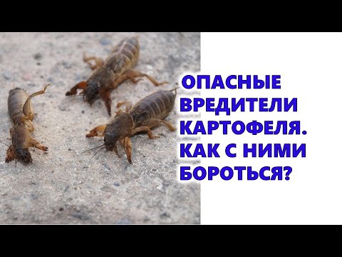 Видео: Опасные вредители картофеля. Как с ними бороться?