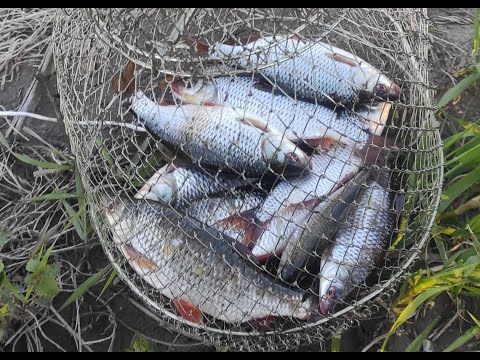 Видео: Бешеный клёв!! Ловля на корочку! Этим способом клюёт даже в плохую погоду.