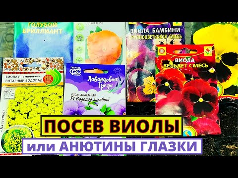 Видео: Посев ВИОЛЫ ампельной и крупноцветковой. Почему сеем рано? Как добиться дружных всходов?