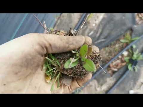 Видео: ПРО ОГОРОД, СОРНЯКИ и УКРЫВНОЙ МАТЕРИАЛ. Готовлю грядки под посадку.