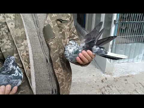Видео: Николаевские голуби Драганова Виталия !