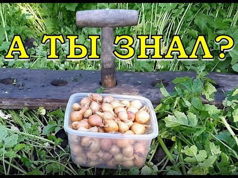 Видео: Делюсь СЕКРЕТАМИ посадки ЛУКА ПОД ЗИМУ🔥🔥🔥