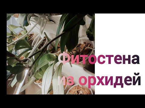 Видео: Фитостена из орхидей # плюсы и минусы фитостены# вертикальное озеленение #