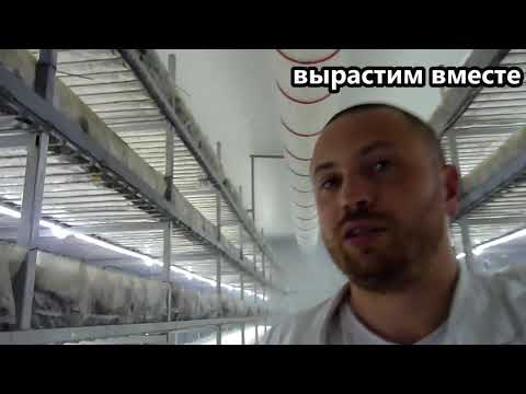 Видео: Конденсат на компосте, бояться или нет? Гигиена и Газета.Поготовка к нанесению торфа.