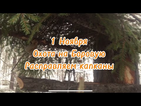 Видео: Первый настоящий снег. С Заграем по капканам — и глухарь, вспорхнувший в тишине 🌲