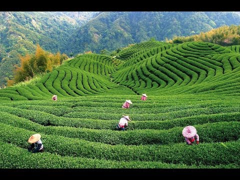 Видео: Чайные плантации.Шри-Ланка