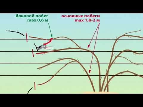 Видео: Правильная обрезка ежевики