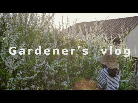 Видео: Это небо? Мой весенний сад 10 лет полным белых венков невесты