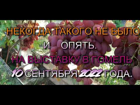 Видео: Не когда такого не было и опять НА ВЫСТАВКУ В ГОМЕЛЬ