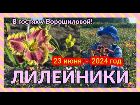 Видео: В гостях у Ворошиловой! Лилейники / Сад Ворошиловой
