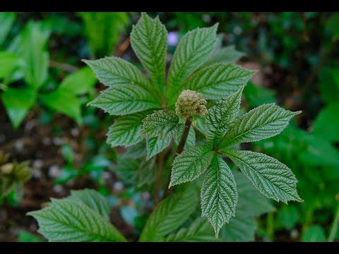 Видео: Роджерсия в деле! Часть 1