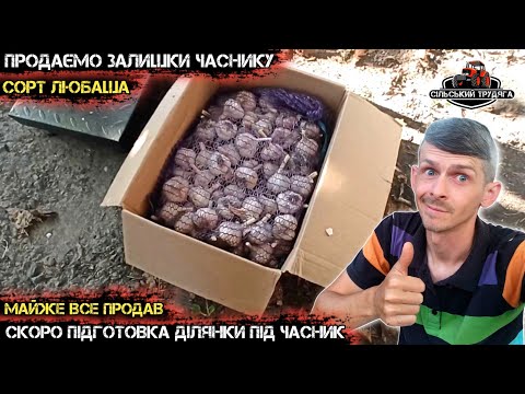 Видео: Продаємо залишки часнику сорту Любаша. Відправка ваших замовлень. Скоро сезон посадки, замовляйте.