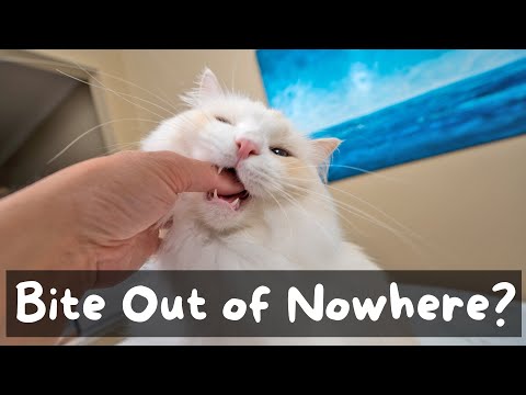 Видео: Как отучить кошку кусать вас — 5 советов | Кошачий дворецкий