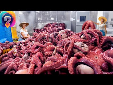 Видео: Как МИЛЛИОНЫ осьминогов ловят и перерабатывают — уникальные кадры обработки и производства!