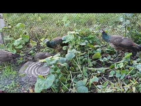 Видео: Павичі ростуть🦚