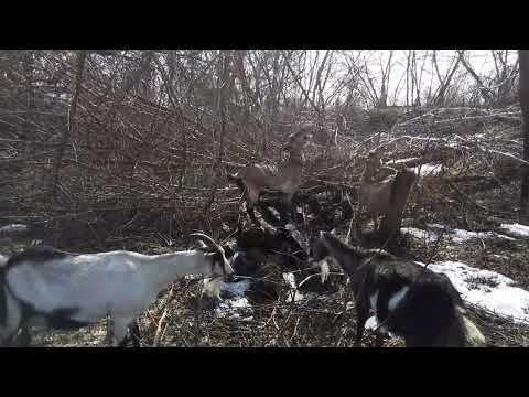 Видео: Не смогла достать послед у козы.