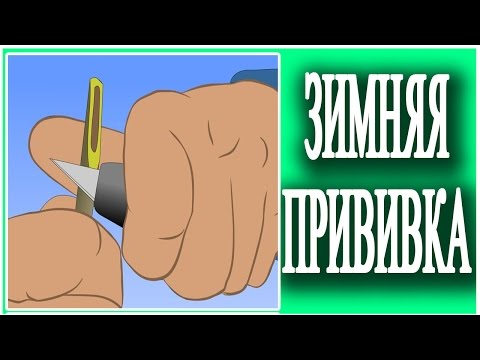 Видео: Зимняя прививка улучшенной копулировкой. Как вырастить саженцы?