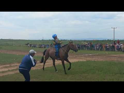 Видео: Сэлэнгэ аймгийн наадам Их нас хүргэний бор морь 15