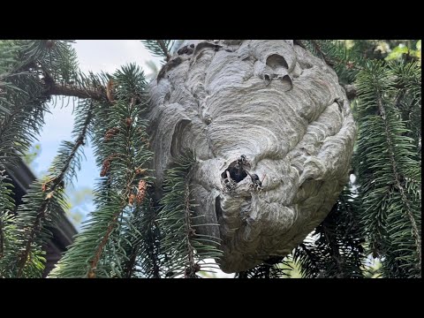 Видео: Гнездо лысых шершней обработано средством Raid. Эффективен ли спрей Raid от ос и шершней?