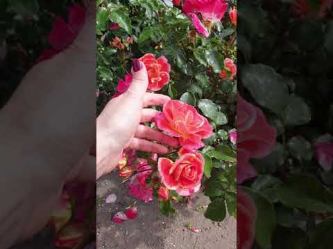 Видео: Розы Кордес 2019 .часть 2