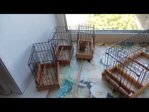 Видео: ЛОВУШКА ОТКРЫТАЯ, С ТОМСКИМ МЕХАНИЗМОМ. г. АНГАРСК.