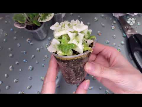 Видео: Покупки фиалок. Новинки. АВ, ЛФ, Rivermist, ВаТ, РС, Dn.