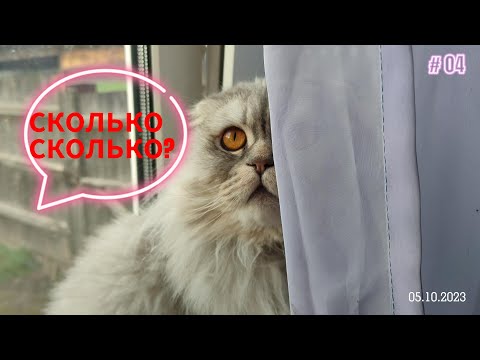 Видео: От поноса до кетоза. Сколько стоит лечение коровы. Семья в селе.