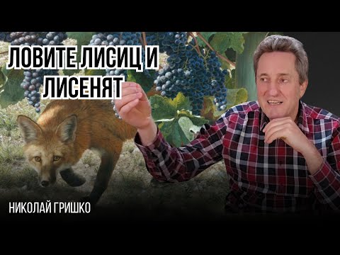 Видео: Ловите лисиц и лисенят. Николай Гришко.
