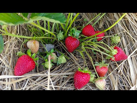 Видео: Құлпынайды көшіру. Құлпынай өсіру.Көшет дайындау .Көшетін егу.