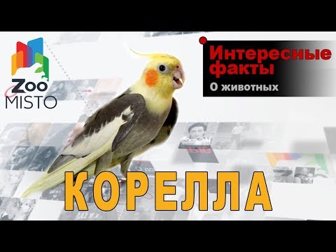 Видео: Корелла - Интересные факты о виде птицы  | Вид попугая корелла