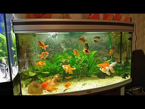 Видео: Как и обещал 😉 обзор аквариума на 163 л.🔥. Самец Гурами непонятно кто 🤔. 🐠 Aqua Chaos 
