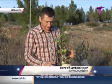 Видео: В Израиле придумали как вырастить лес в пустыне