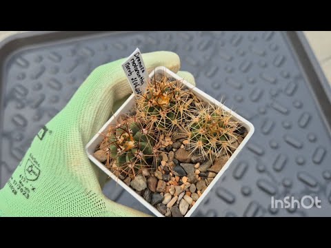 Видео: Пересаживаю сеянцы🌵 Мой грунт для кактусов #cactus #plants #kaktus 