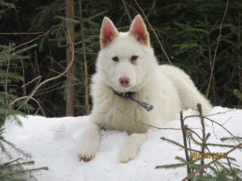Видео: Злата привыкает к лесу