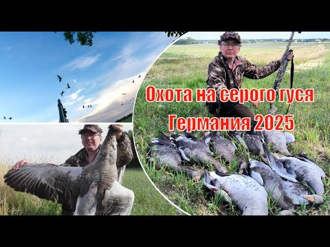 Видео: Охота на серого гуся в восточной Германии на пролёте 2025 -🪿8 точных выстрелов! #hunt, #goosehunting