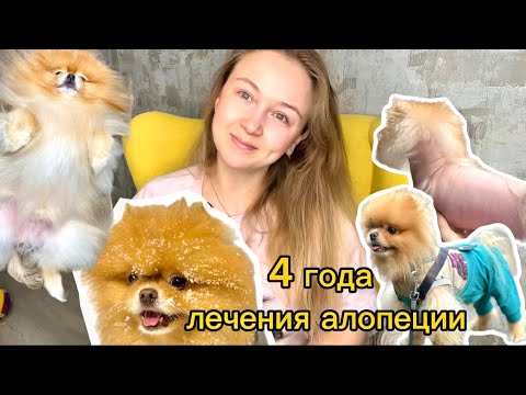 Видео: Алопеция у шпица. Как мы лечили, наш путь и как не надо делать 