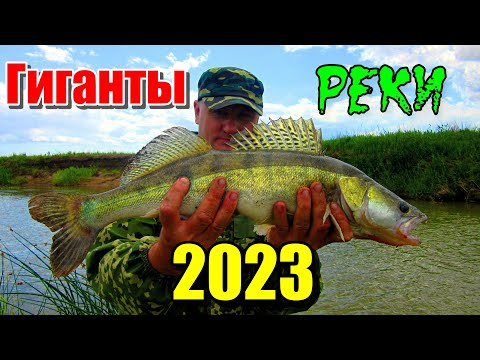Видео: ГИГАНТЫ РЕКИ 2023!!! Рыбалка на реках Нура и Ишим 2023. #рыбалка  #астана #река #судак