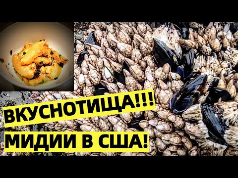 Видео: МИДИИ - ДЕЛИКАТЕС ТИХОГО ОКЕАНА! СБОР И ПРИГОТОВЛЕНИЕ.