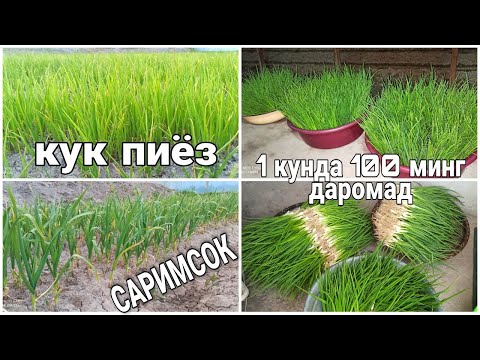 Видео: Кук пиёз экиш ва етиштириш ва момай даромад килиш (Ko'k piyoz yetishtirish va uni sotish