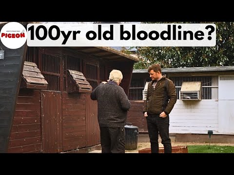 Видео: (Эпизод 84) Голуби, участвующие в гонках на длинные дистанции